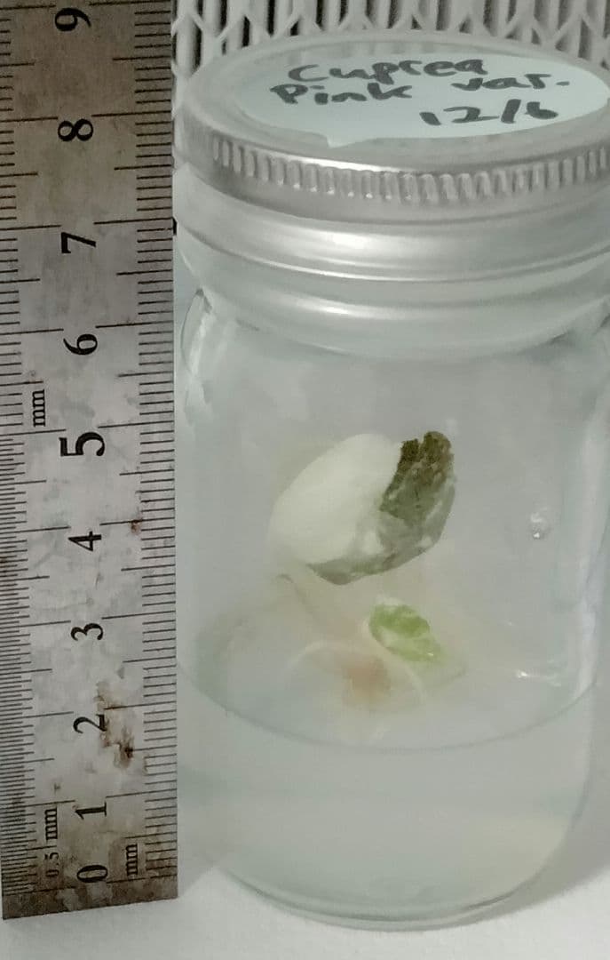 その他観葉植物 Alocasia Cuprea Pink var