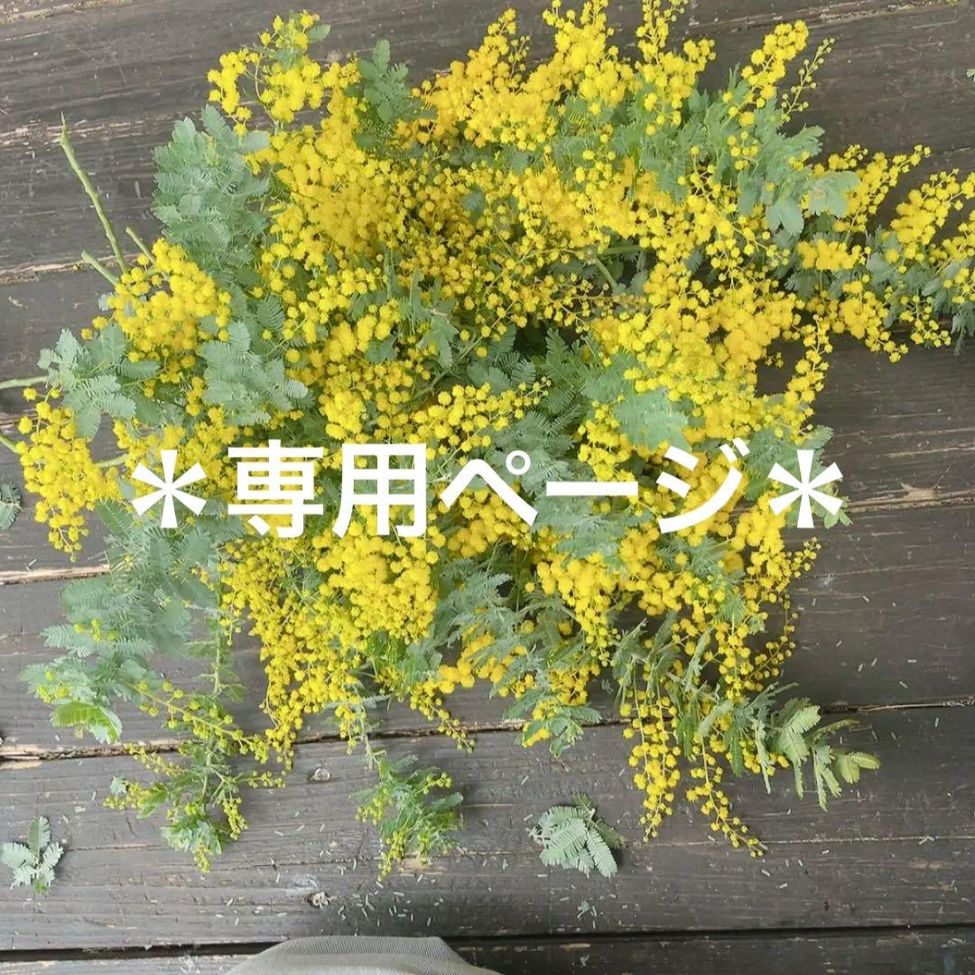 ＊専用ページ＊朝摘みフレッシュミモザ＊