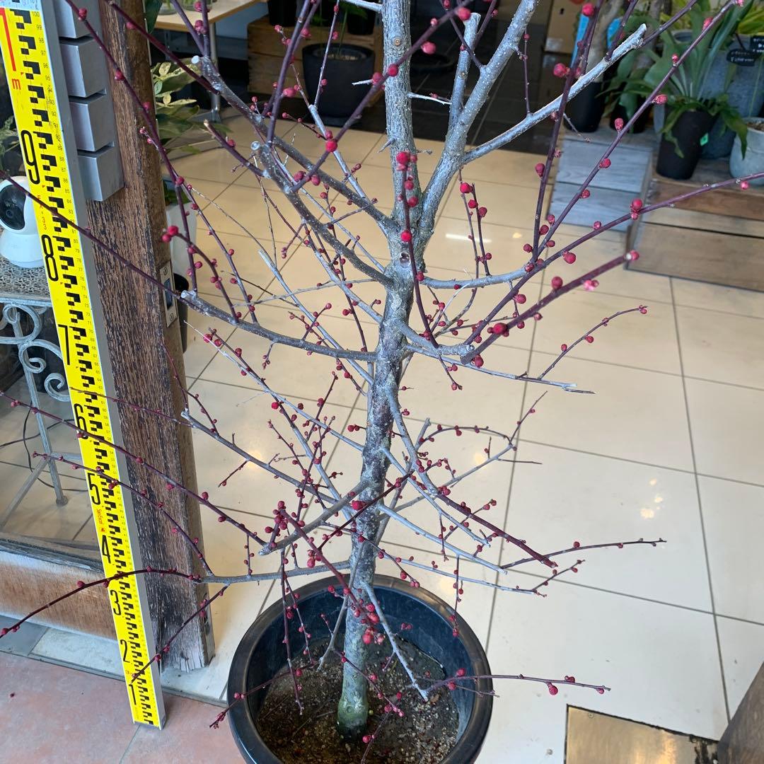 花梅　鹿児島紅梅　苗木 2