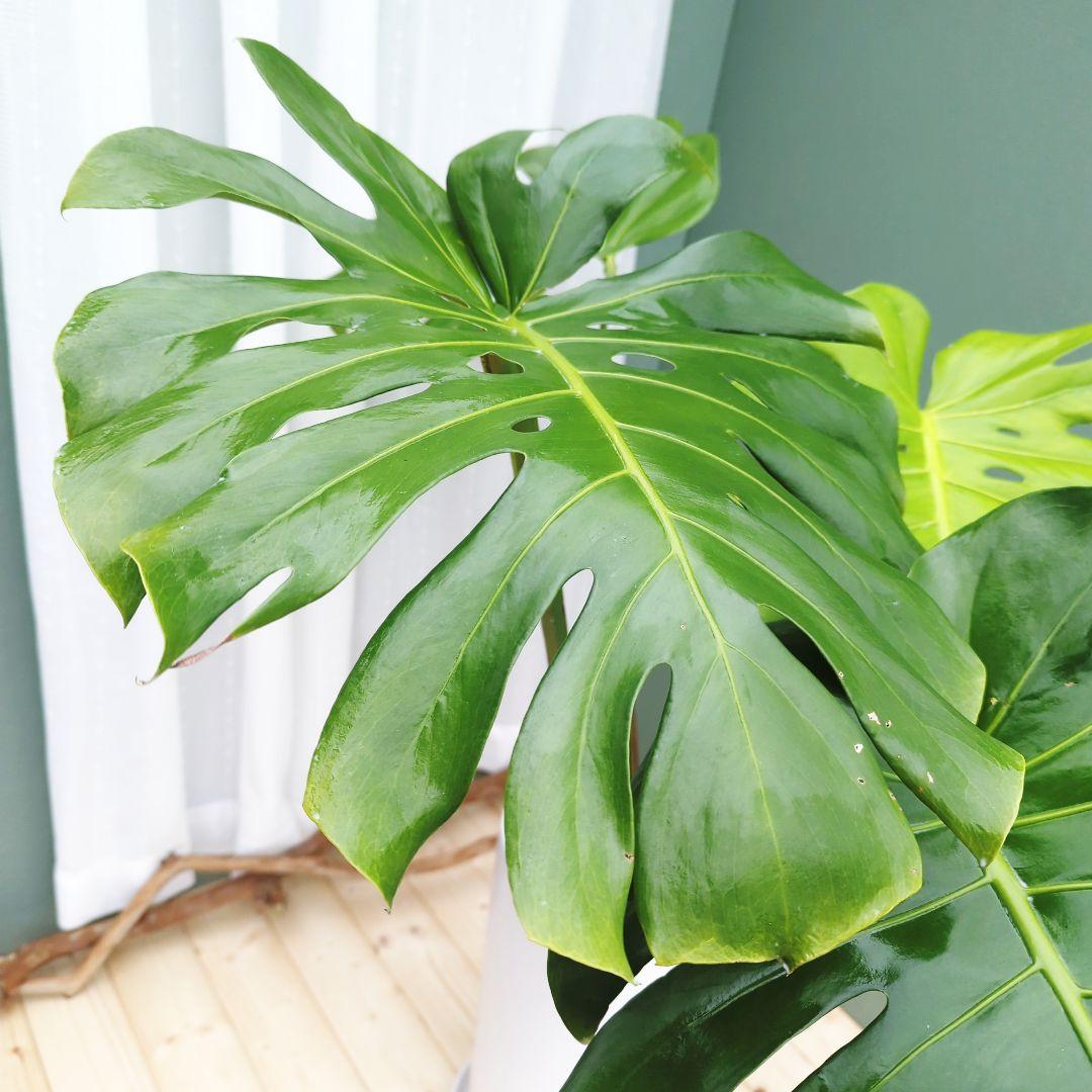 モンステラ デリシオーサ ７号 ロング 《現品》