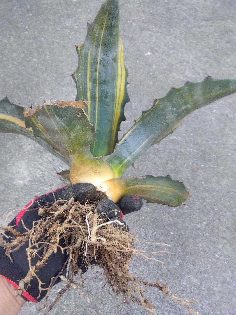 アガベ　フェロックス錦　大株40センチ❗　①