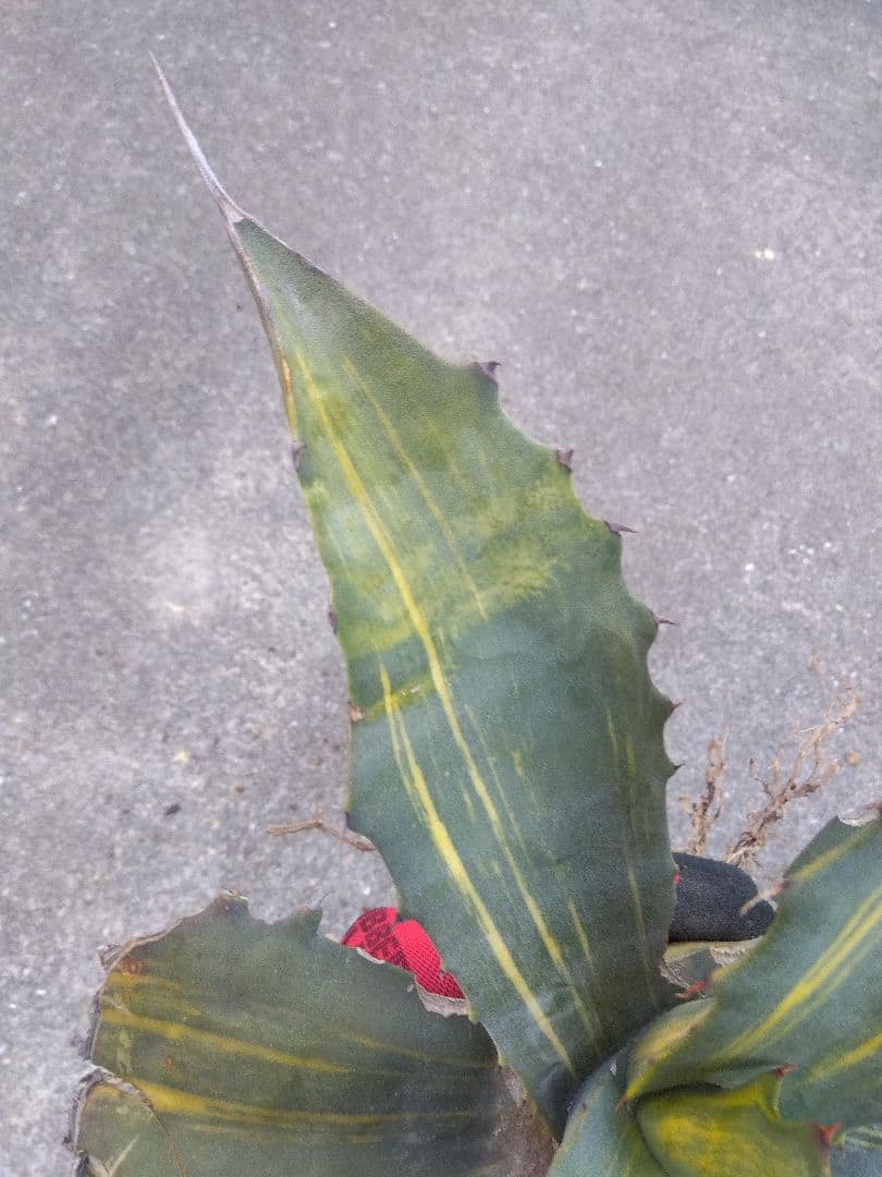 アガベ　フェロックス錦　大株40センチ❗　①