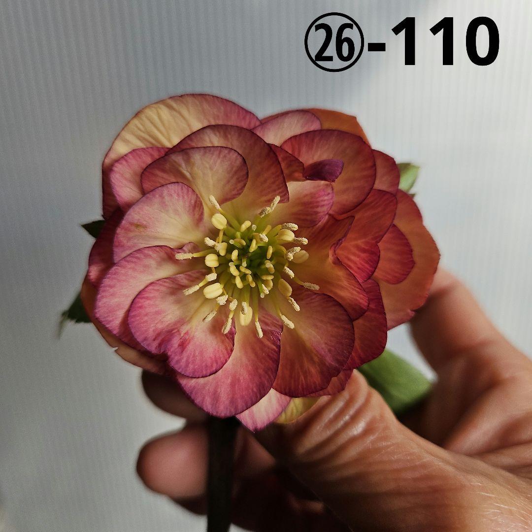 しろくま様ご購入苗㉖-110㉖-127クリスマスローズ