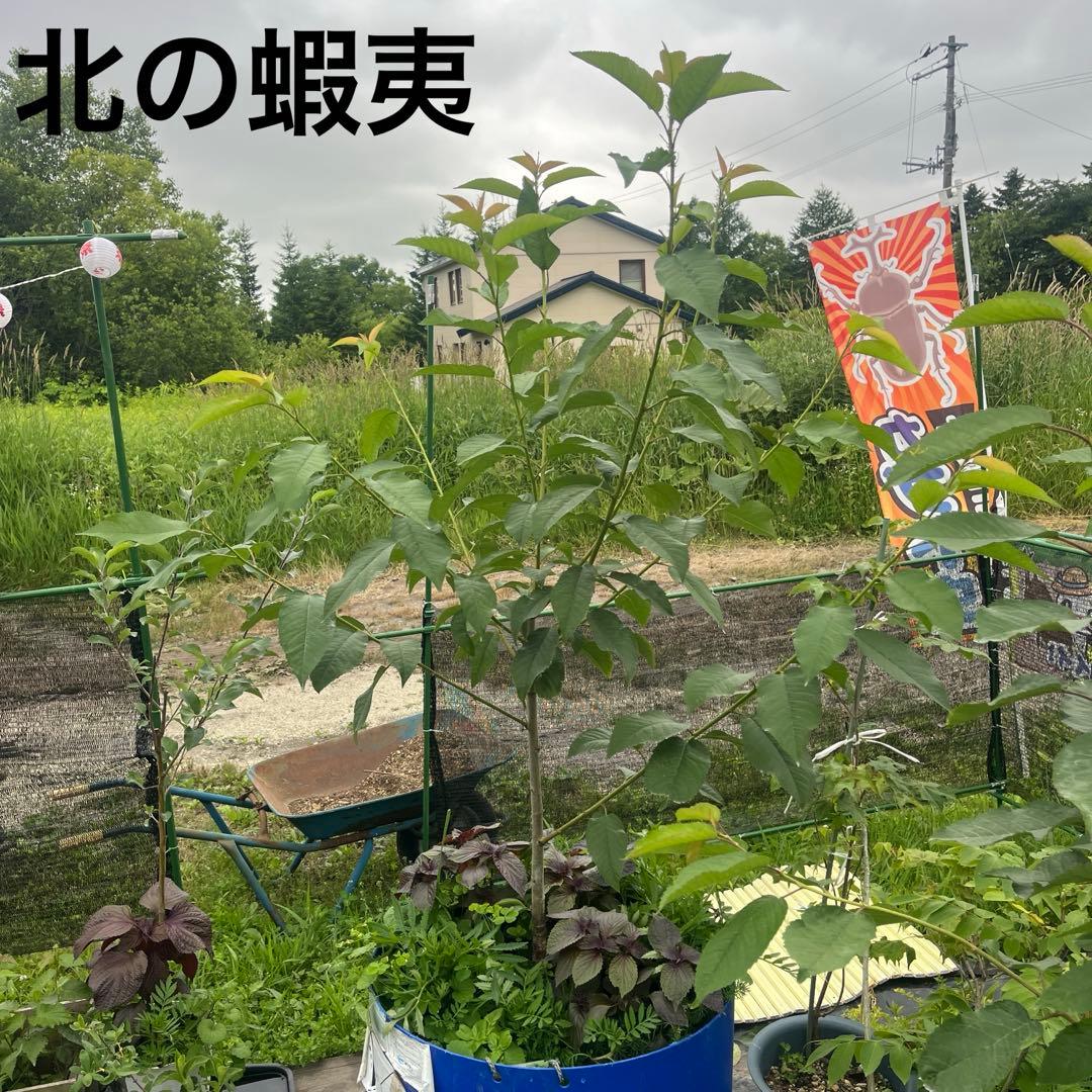 一本で実る！紅きらり苗木　サクランボ コンパニオンプランツ　2メートル