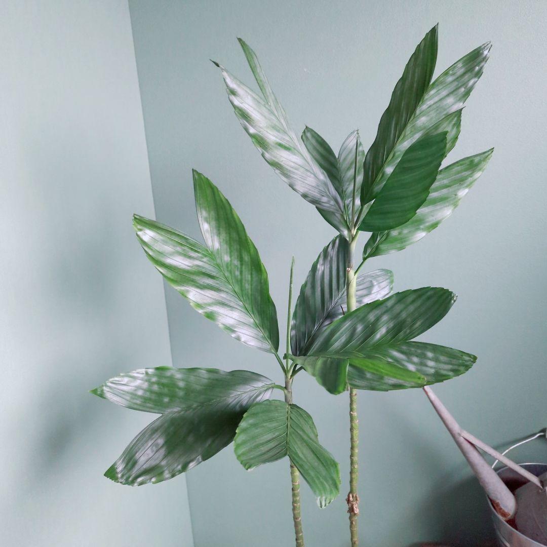 ７号 《現品》希少品種 チャメドレア:テネラ ヤシ科メタリック