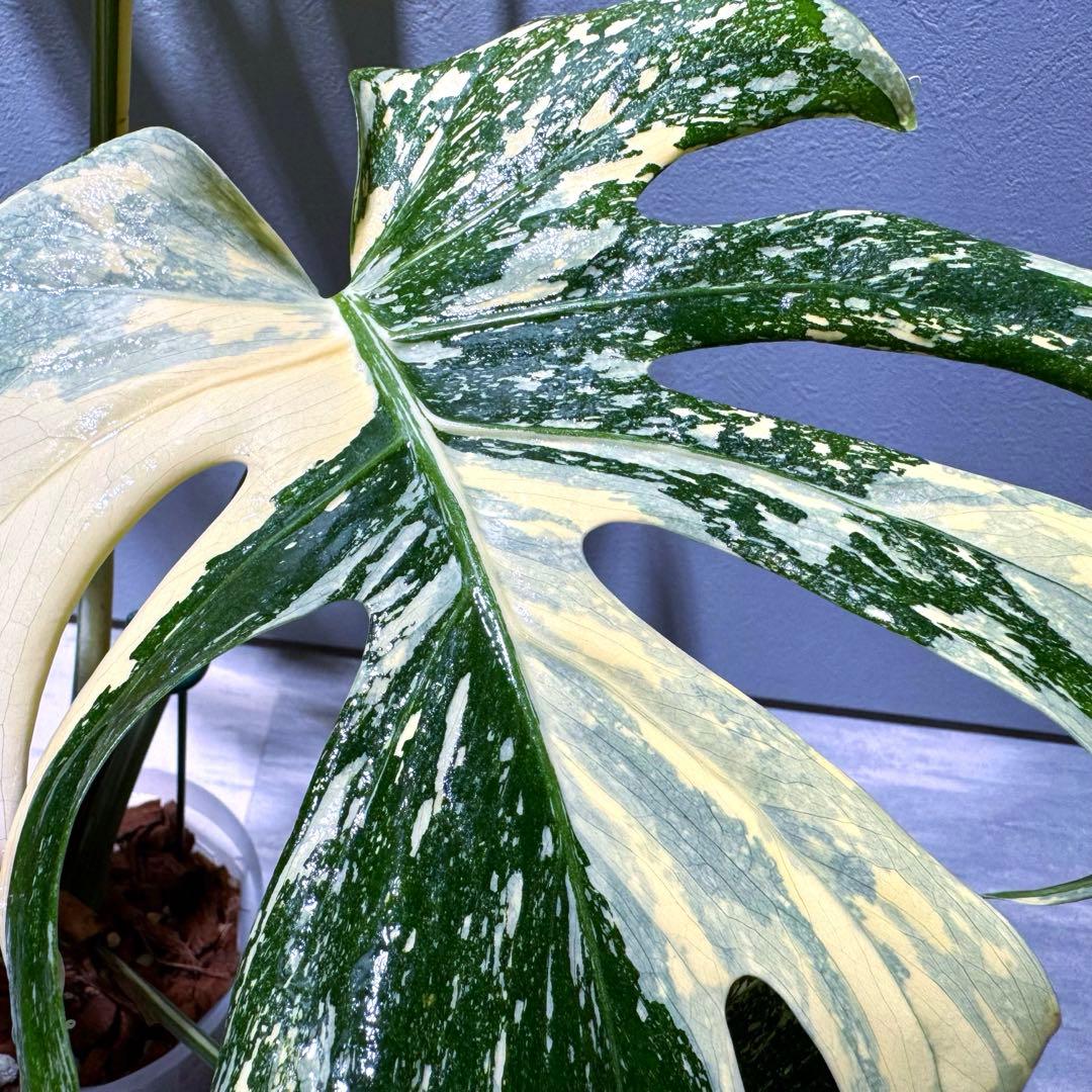 P*G様 モンステラ デリシオーサ クリームブリュレ 新葉展開中