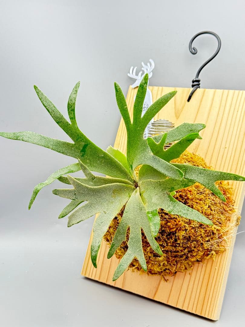 超極大&美品　ビカクシダ P.willinckii Jewel spore