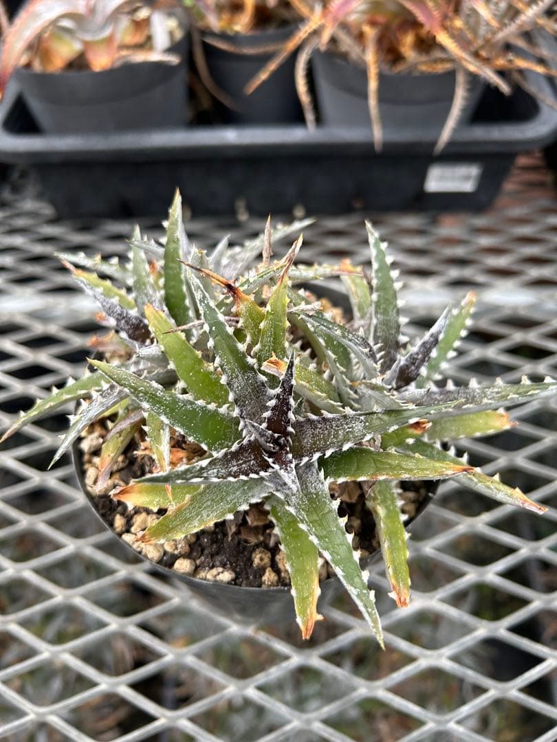 群生 DBディッキア Dyckia Bill Baker hyb #128 ⑴