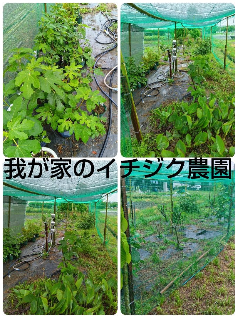 ★超希少高級イチジク苗木★【CLBC】2月1日撮影・2025年10月挿し木