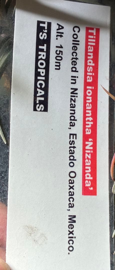 T. ionantha ‘Nizanda' T'S TROPICALS