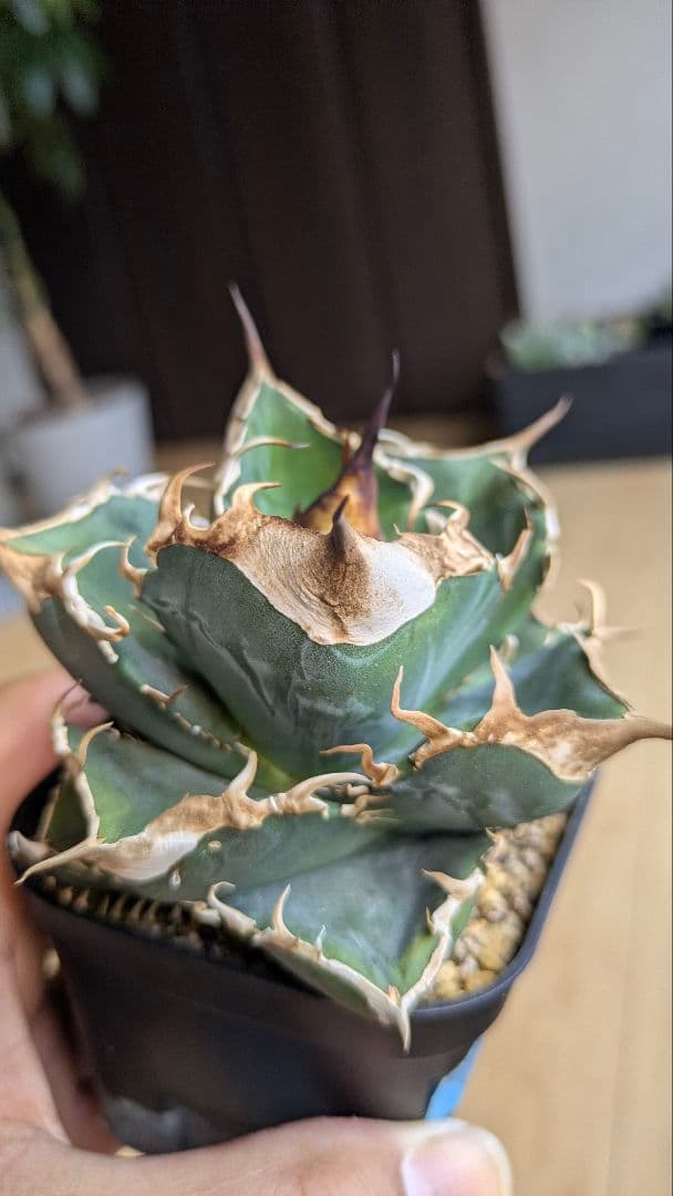 【親株】アガベ　チタノタ　中国　大白鯊　検)オテロイ　オアハカ　実生　ノーネーム