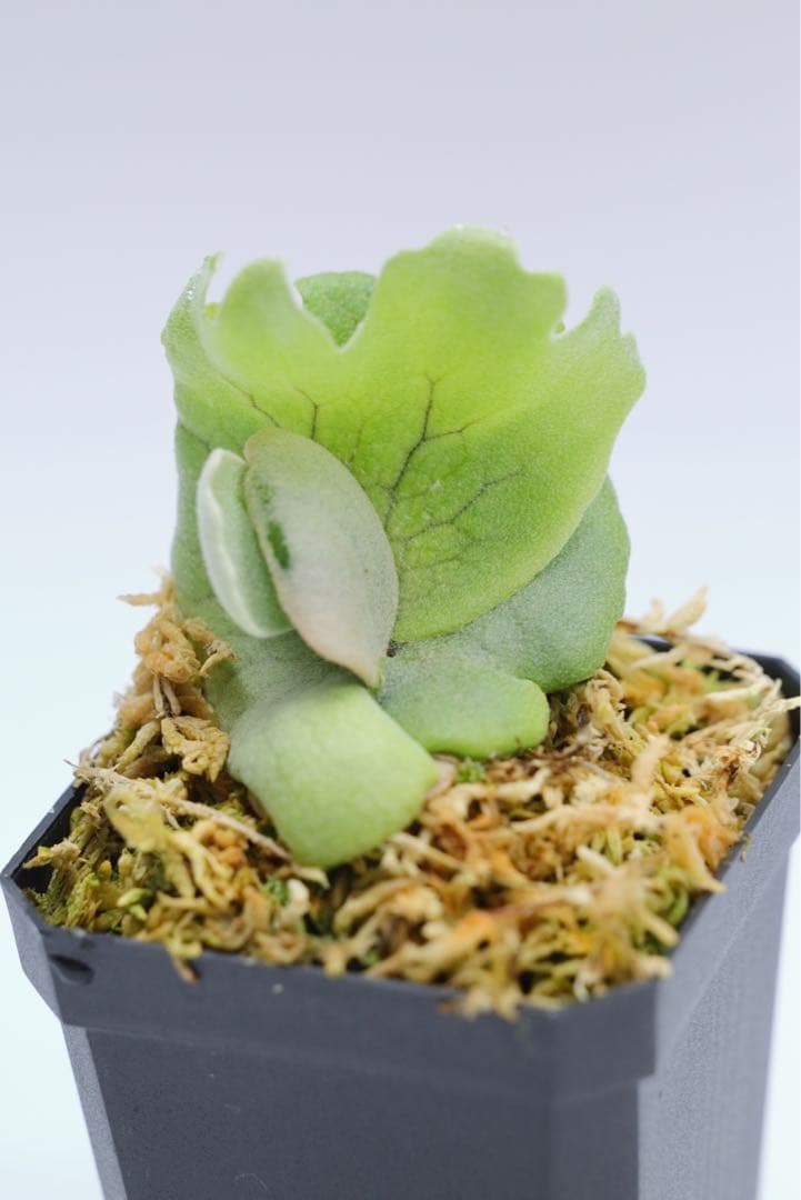 ビカクシダ P.Willincky Gabriel