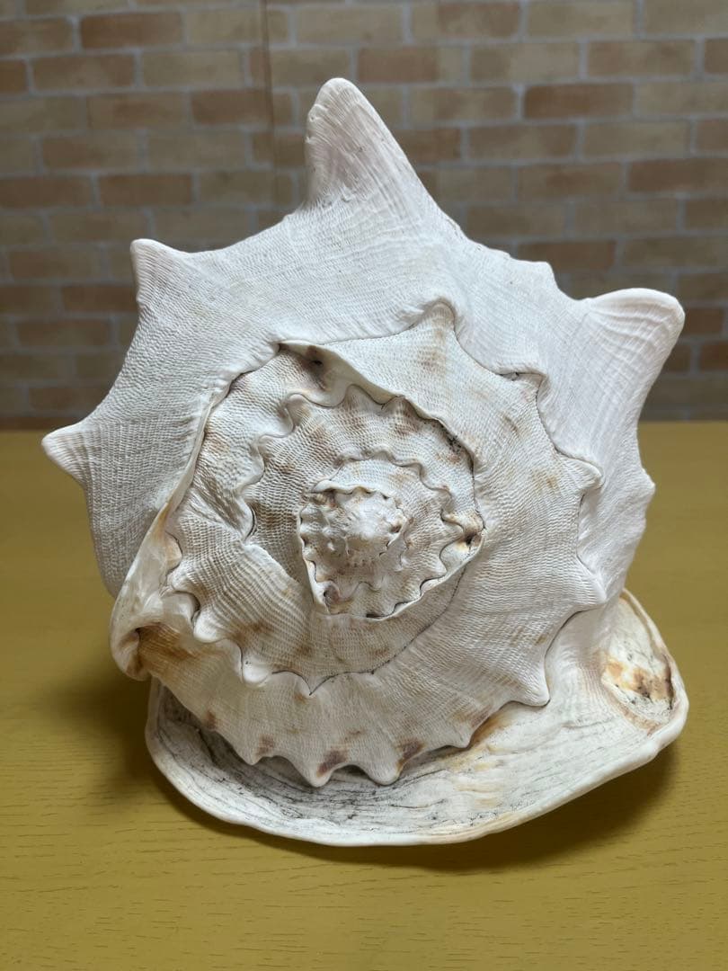 【特大、美品】トウカムリ貝　ホラ貝　貝殻の置き物