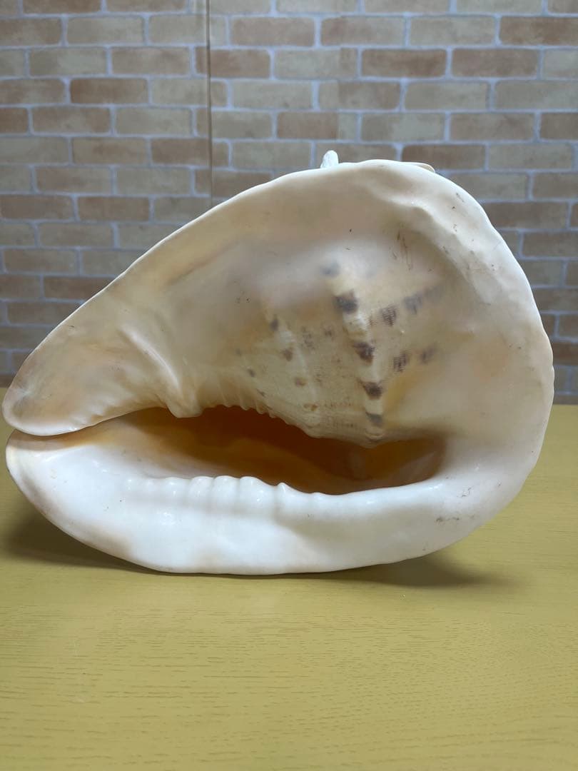 【特大、美品】トウカムリ貝　ホラ貝　貝殻の置き物