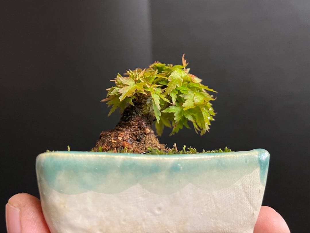 紅葉盆栽　琴姫　極小樹　太幹　樹高葉先まで4.5cm 大きなキズ無し　ミニ盆栽