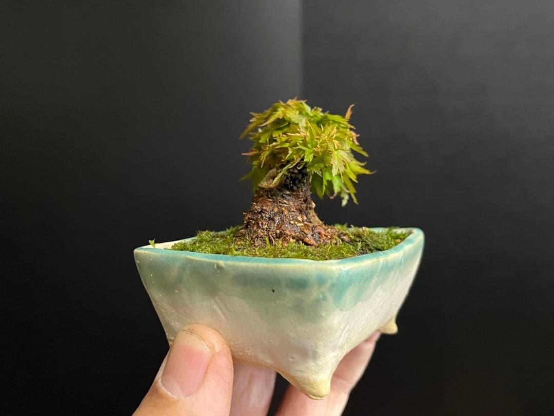 紅葉盆栽　琴姫　極小樹　太幹　樹高葉先まで4.5cm 大きなキズ無し　ミニ盆栽