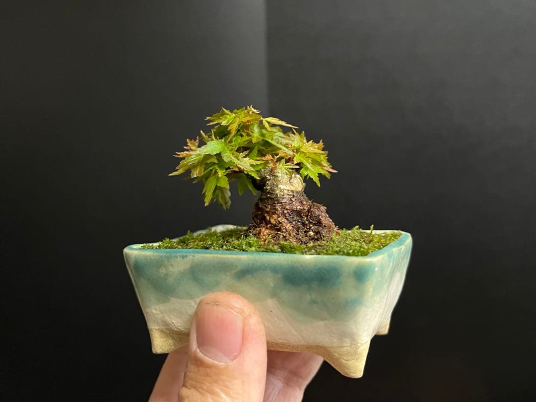 紅葉盆栽　琴姫　極小樹　太幹　樹高葉先まで4.5cm 大きなキズ無し　ミニ盆栽