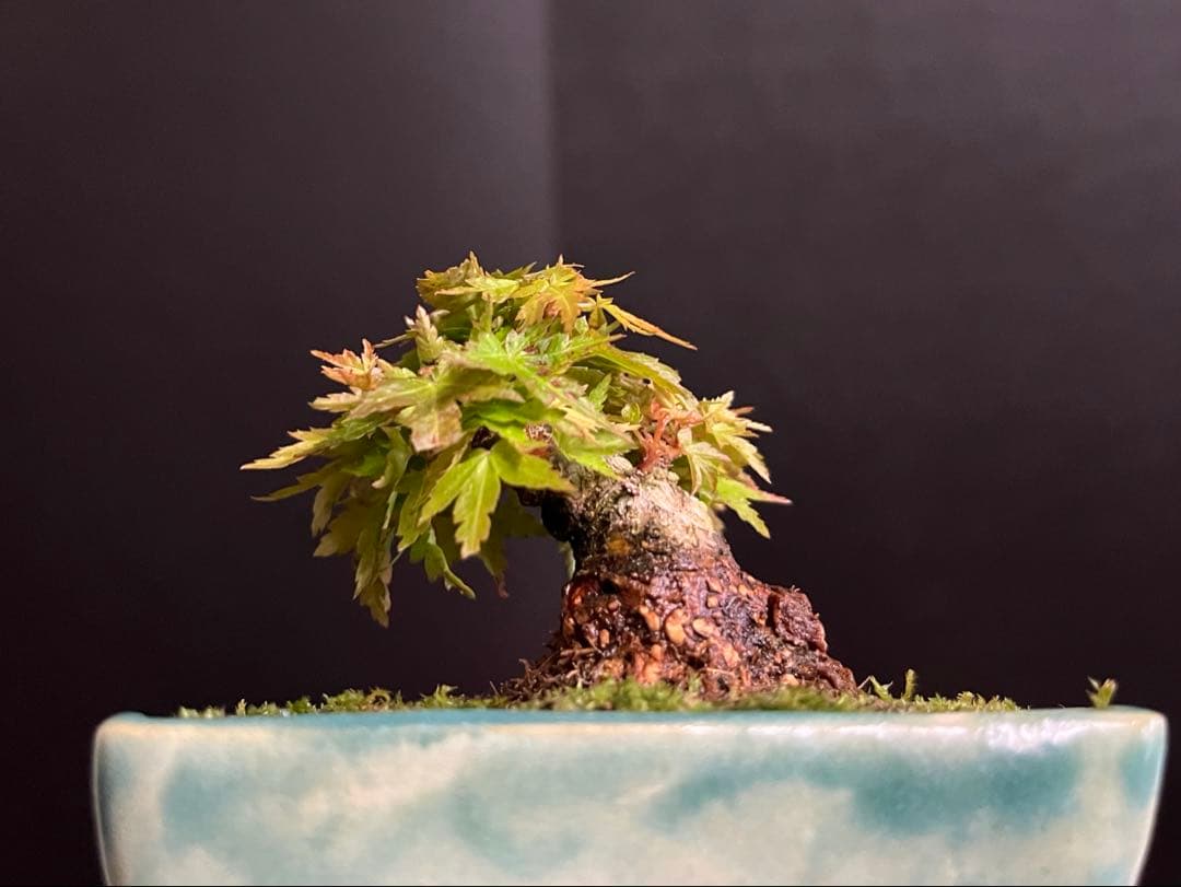 紅葉盆栽　琴姫　極小樹　太幹　樹高葉先まで4.5cm 大きなキズ無し　ミニ盆栽