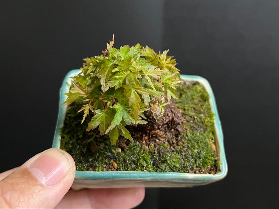 紅葉盆栽　琴姫　極小樹　太幹　樹高葉先まで4.5cm 大きなキズ無し　ミニ盆栽