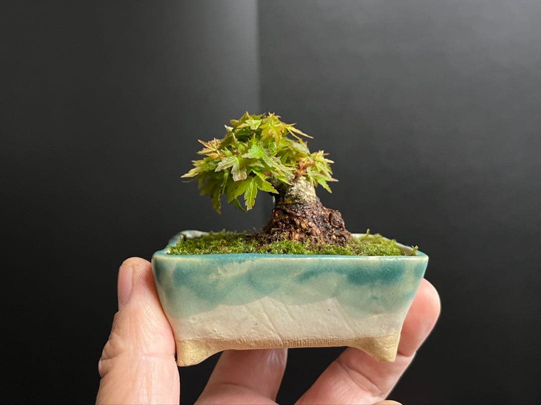 紅葉盆栽　琴姫　極小樹　太幹　樹高葉先まで4.5cm 大きなキズ無し　ミニ盆栽