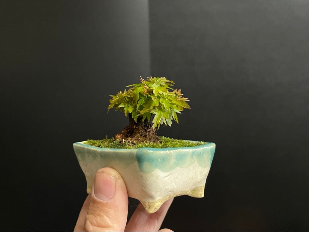 紅葉盆栽　琴姫　極小樹　太幹　樹高葉先まで4.5cm 大きなキズ無し　ミニ盆栽