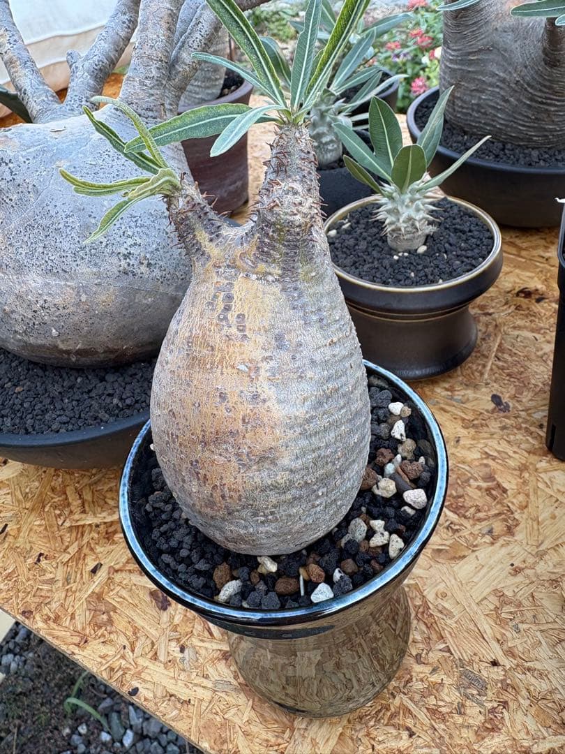 パキポディウム　グラキリス　GILA 鉢付き