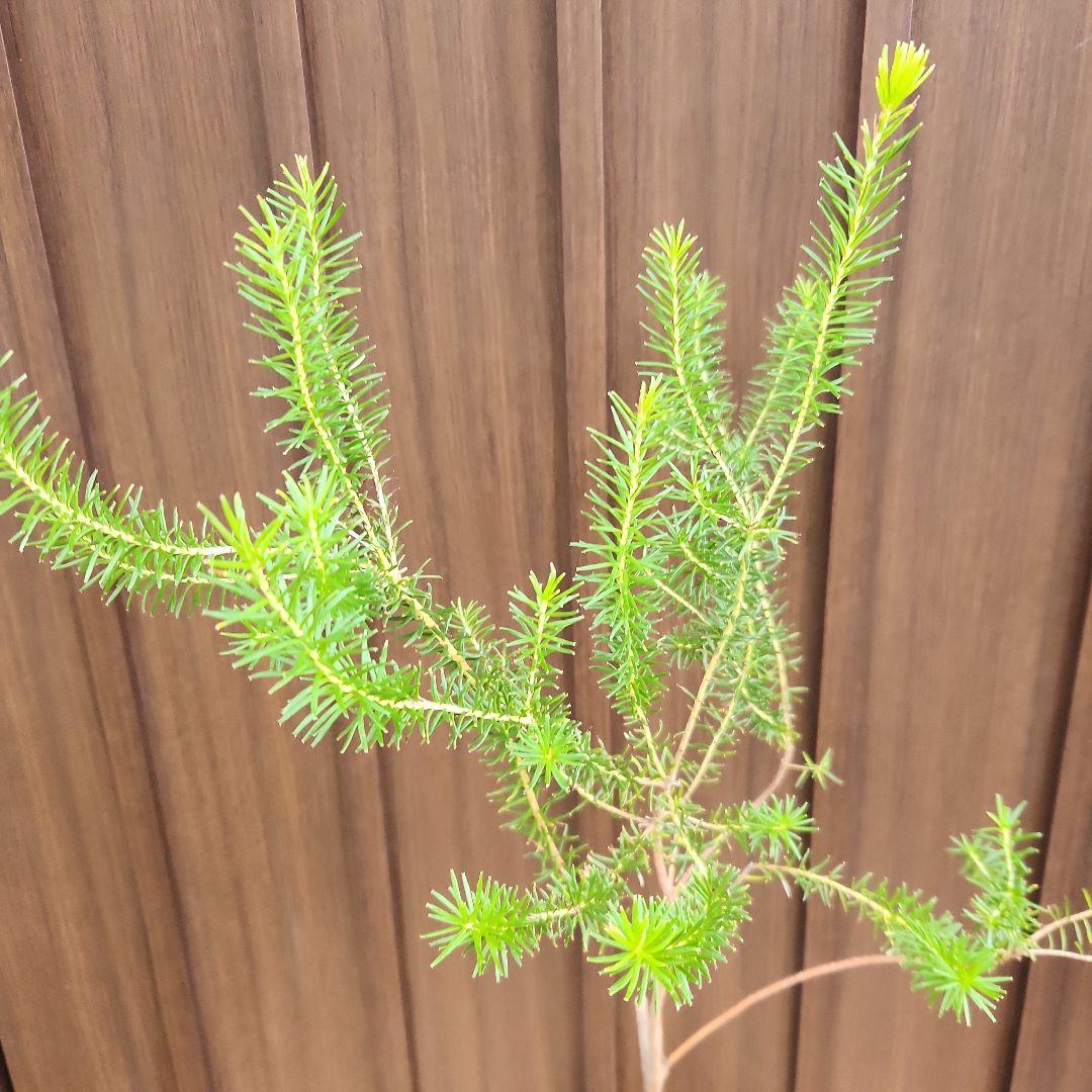 nonko422　ヒースバンクシア　エリシフォリア　鉢植え51　苗