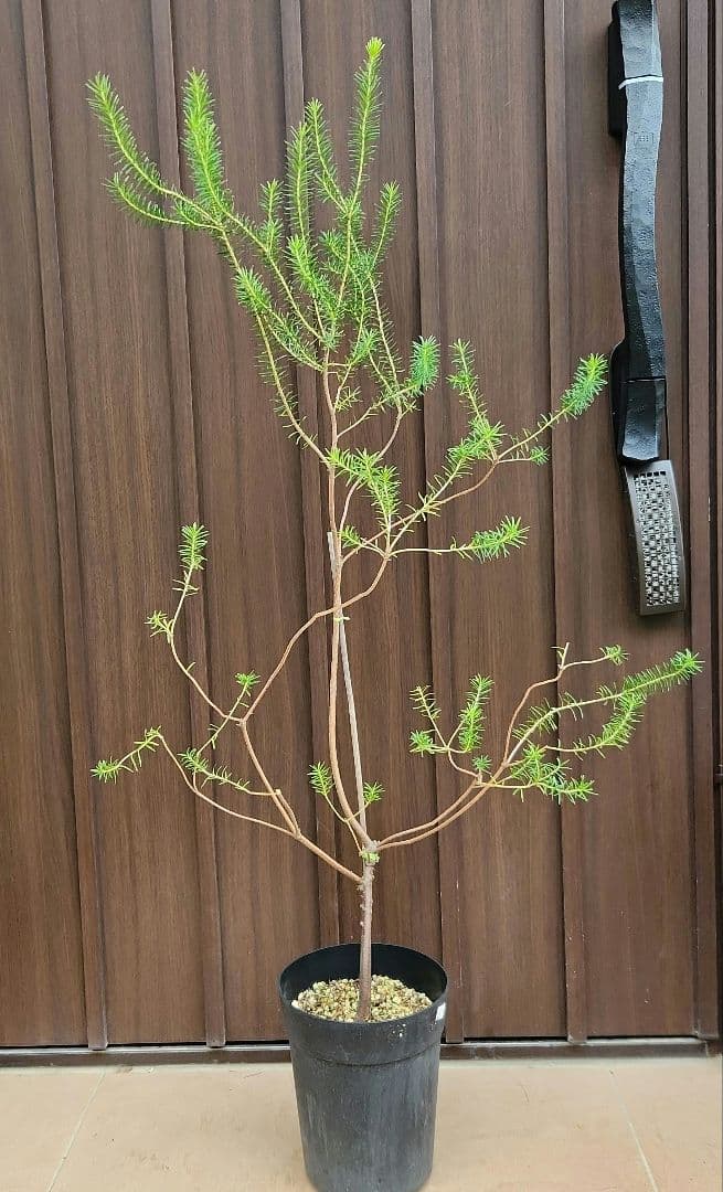 nonko422　ヒースバンクシア　エリシフォリア　鉢植え51　苗