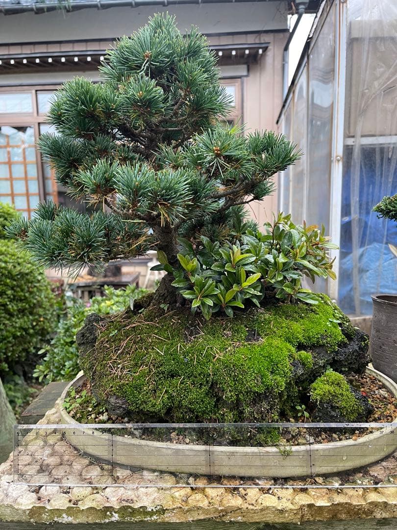八房五葉松