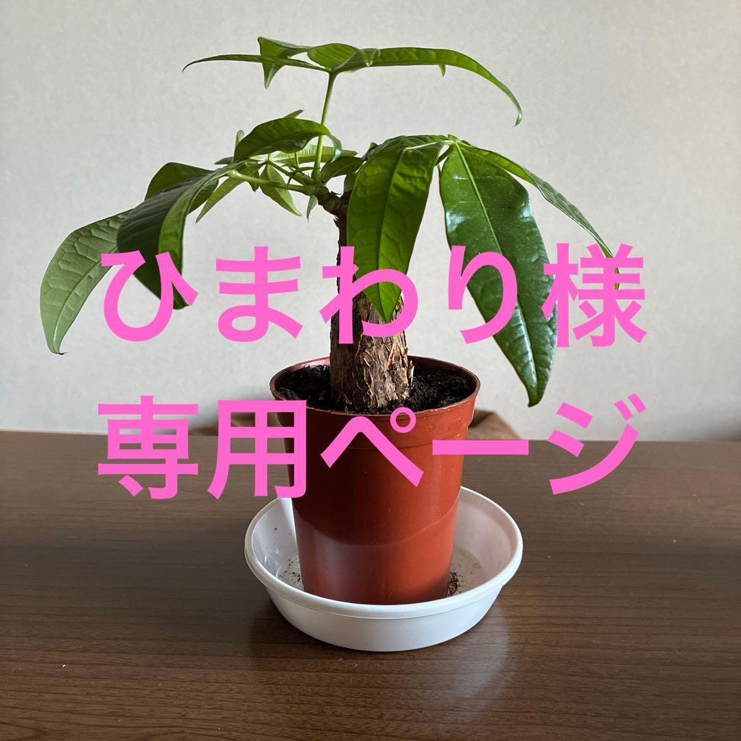 ひまわりページ
