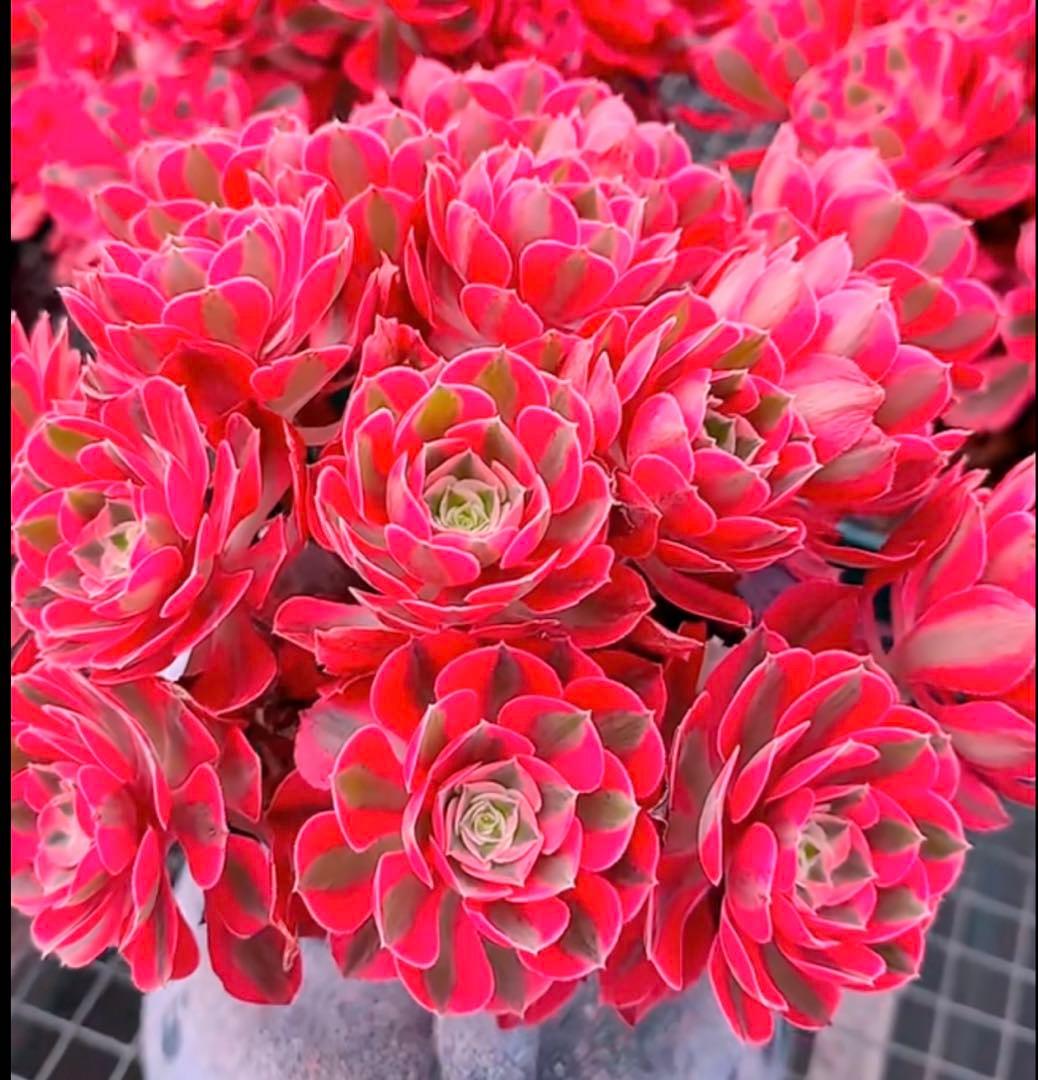 多肉植物アエオニウム錦❤️ピンクウィッチ❤️