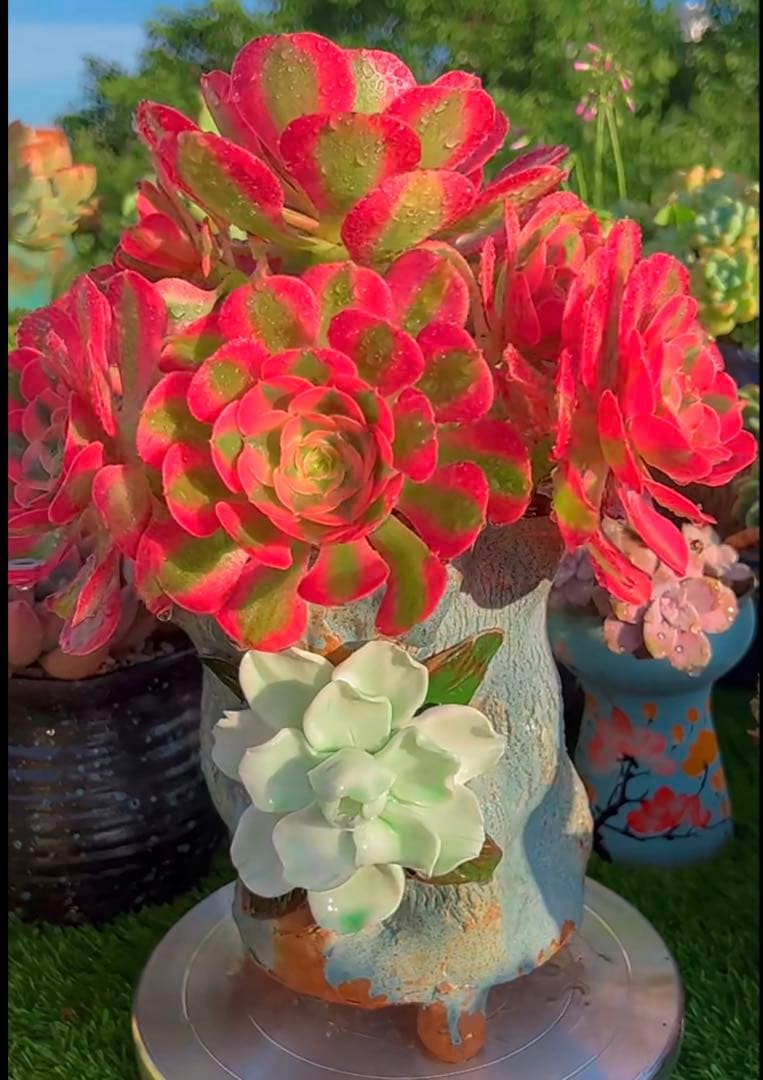 多肉植物アエオニウム錦❤️ピンクウィッチ❤️