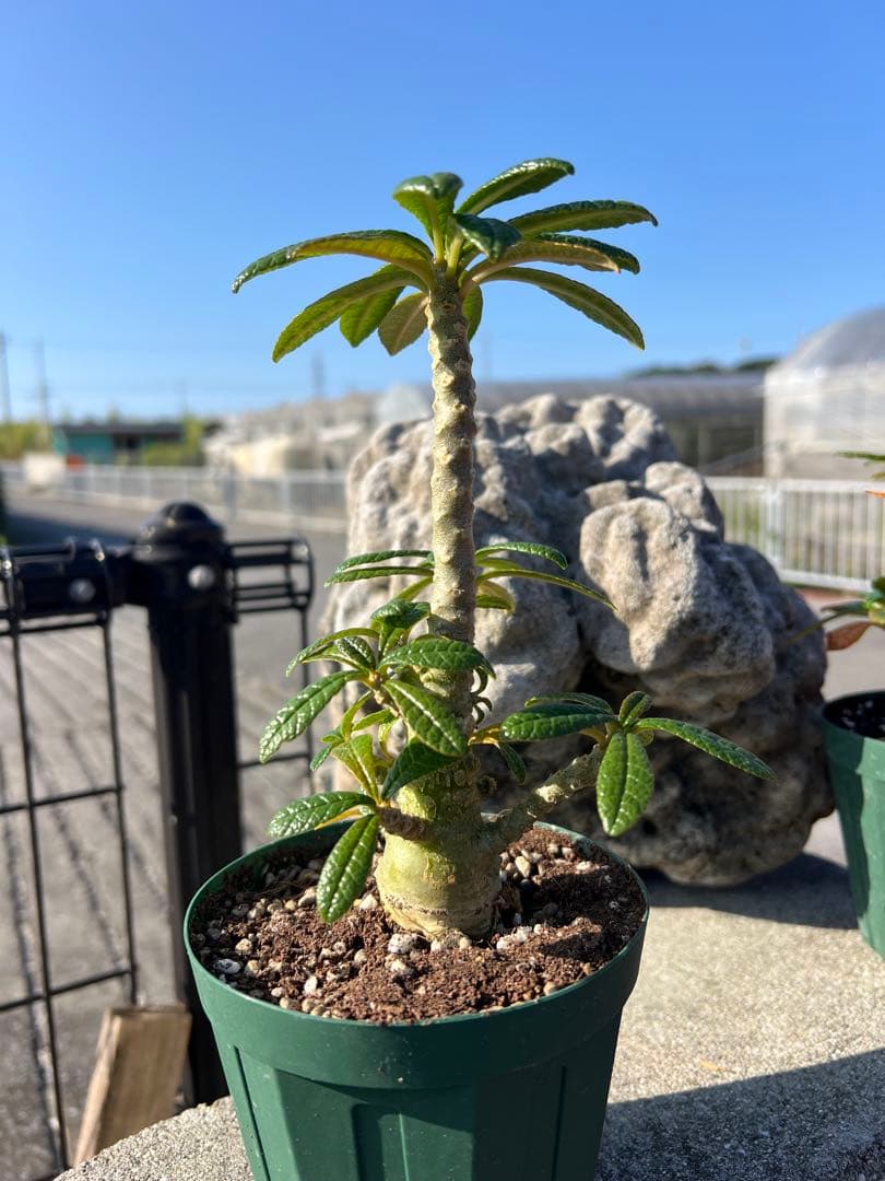 ドルステニアギガス　2024年産　沖縄実生株　塊根部ぷっくり　良型樹形