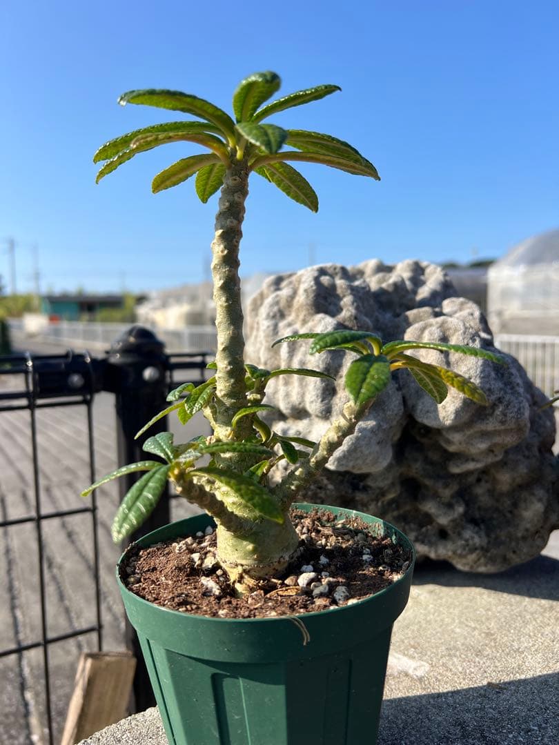 ドルステニアギガス　2024年産　沖縄実生株　塊根部ぷっくり　良型樹形