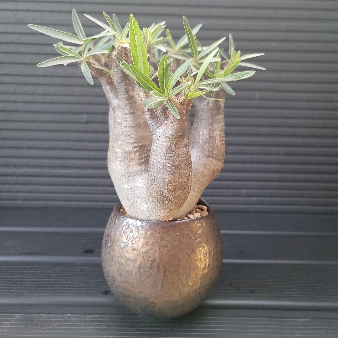 多頭パキポディウムグラキリス 現地球 発根済