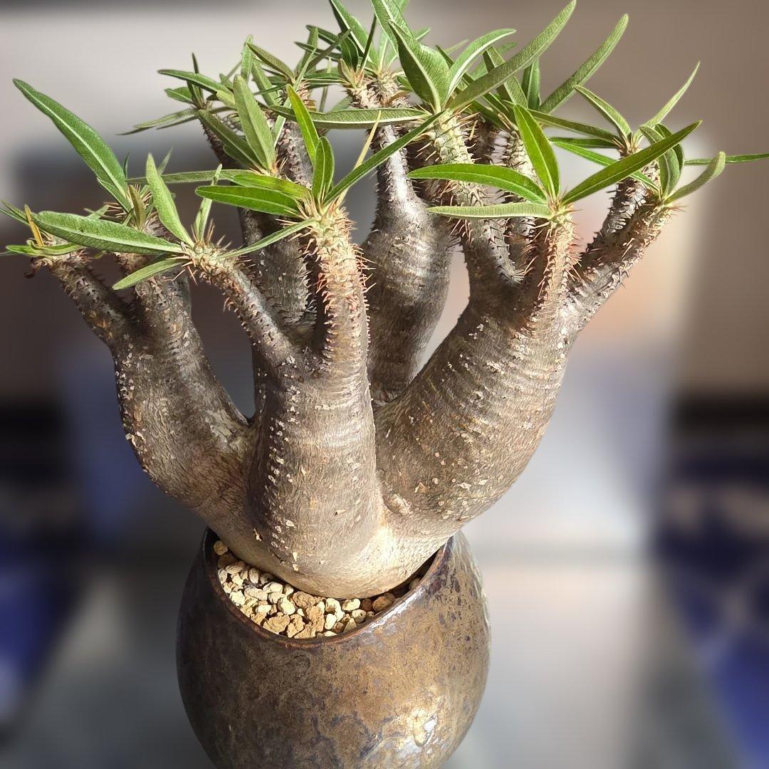 多頭パキポディウムグラキリス 現地球 発根済