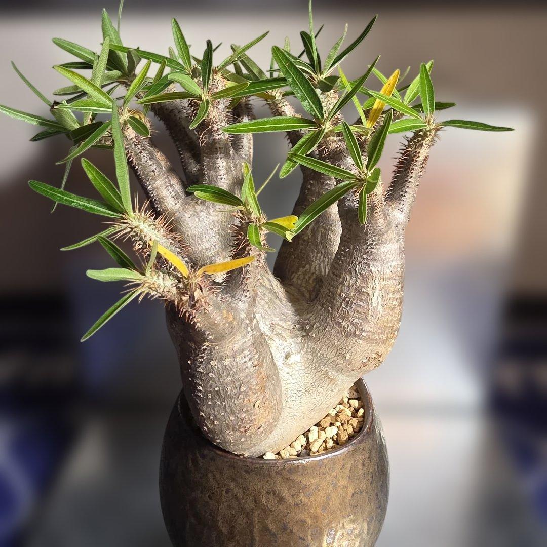 多頭パキポディウムグラキリス 現地球 発根済