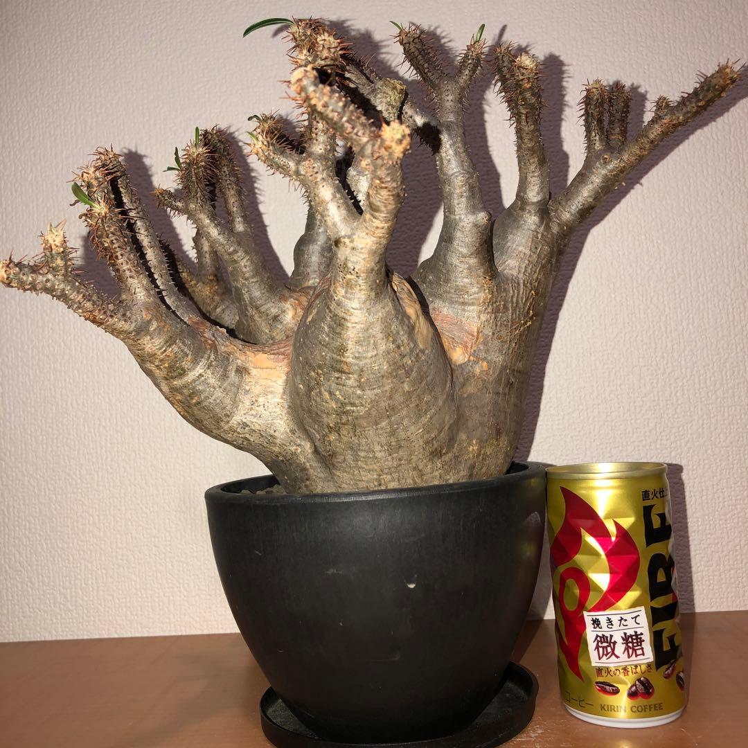 パキポディウム　グラキリス　現地球　発根株 (鉢付き)