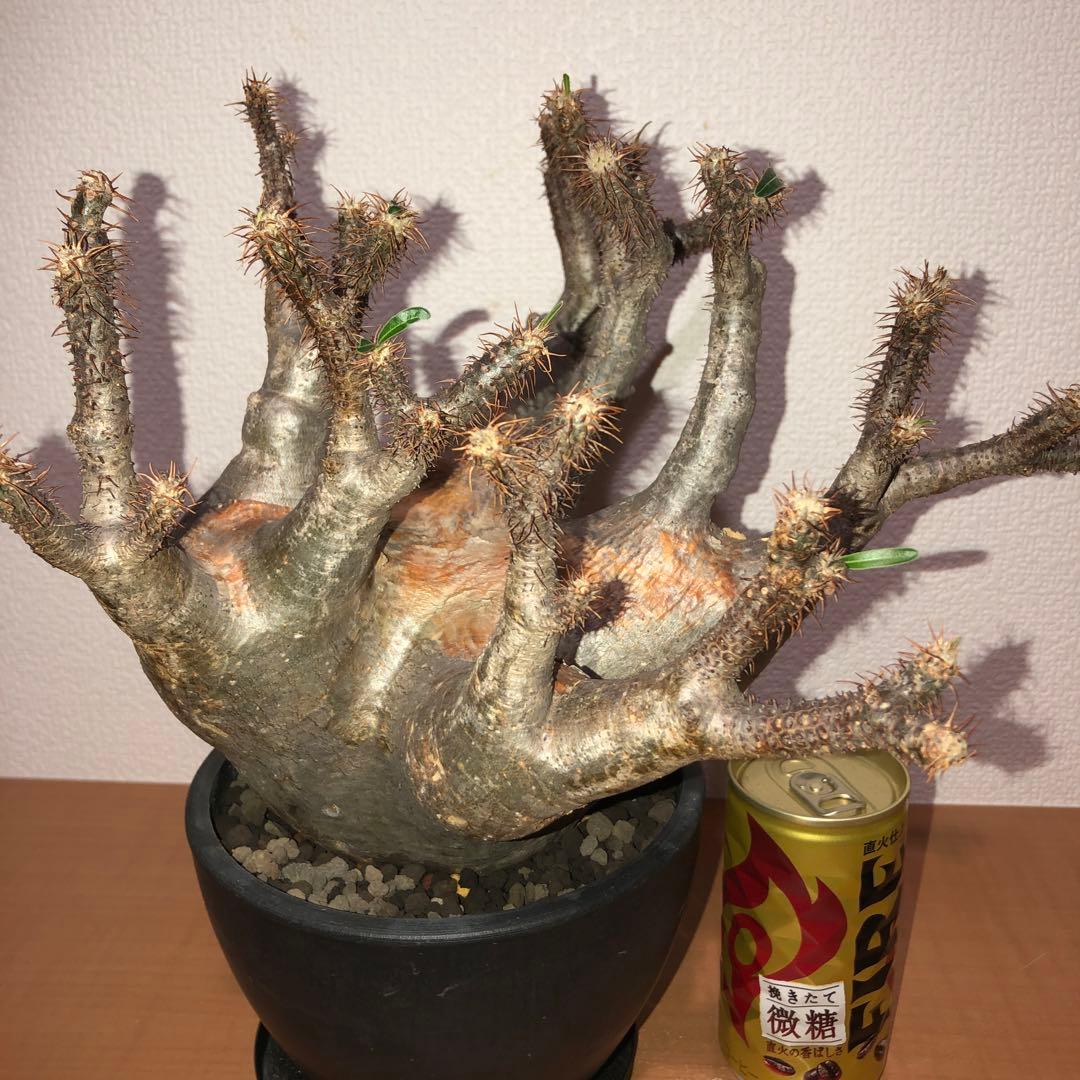 パキポディウム　グラキリス　現地球　発根株 (鉢付き)