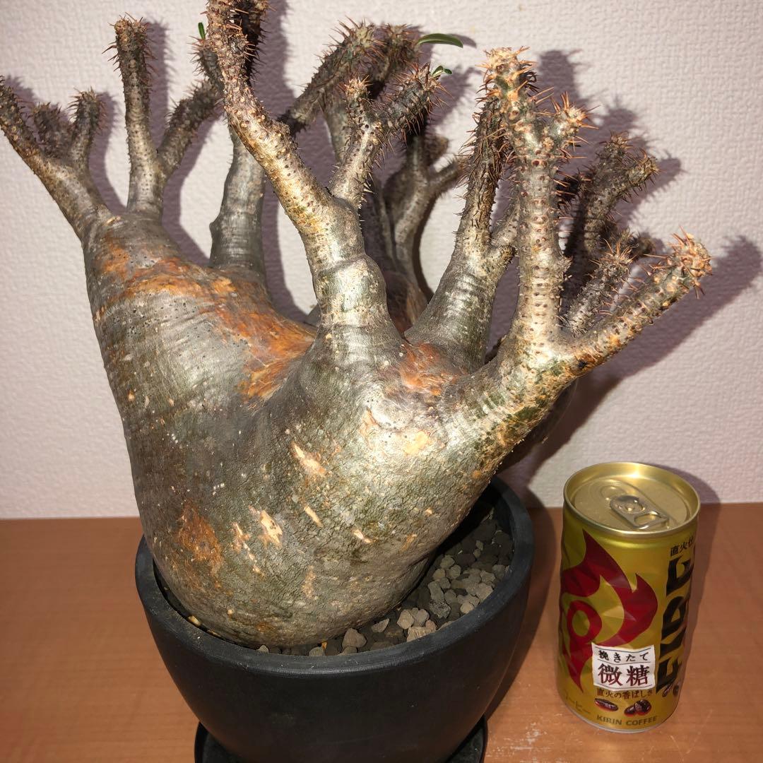 パキポディウム　グラキリス　現地球　発根株 (鉢付き)