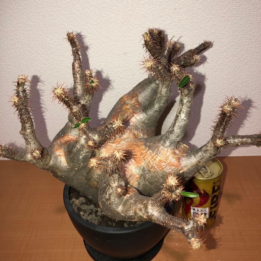 パキポディウム　グラキリス　現地球　発根株 (鉢付き)