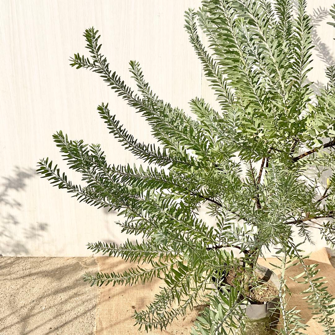 kawakamiさん専用 ブルーブッシュ/ 735