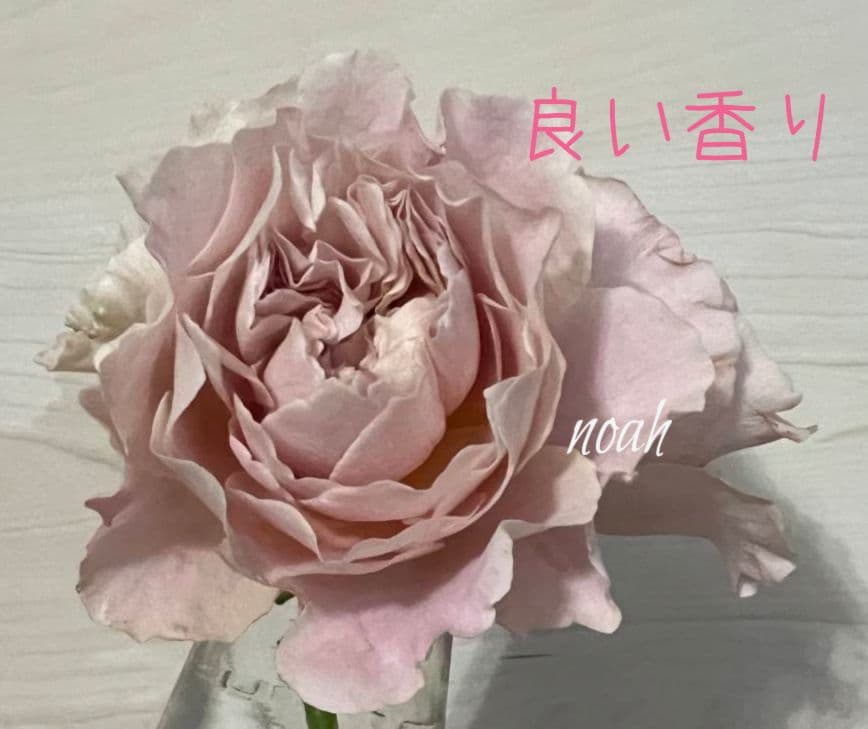 専用　2750円バラ　苗 切り花品種 幻想的な色あい