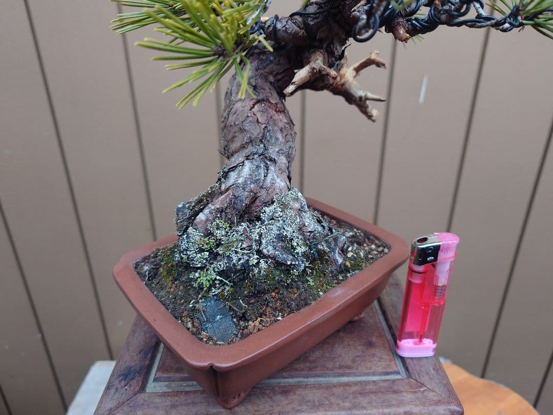 盆栽　黒松　樹高23cm