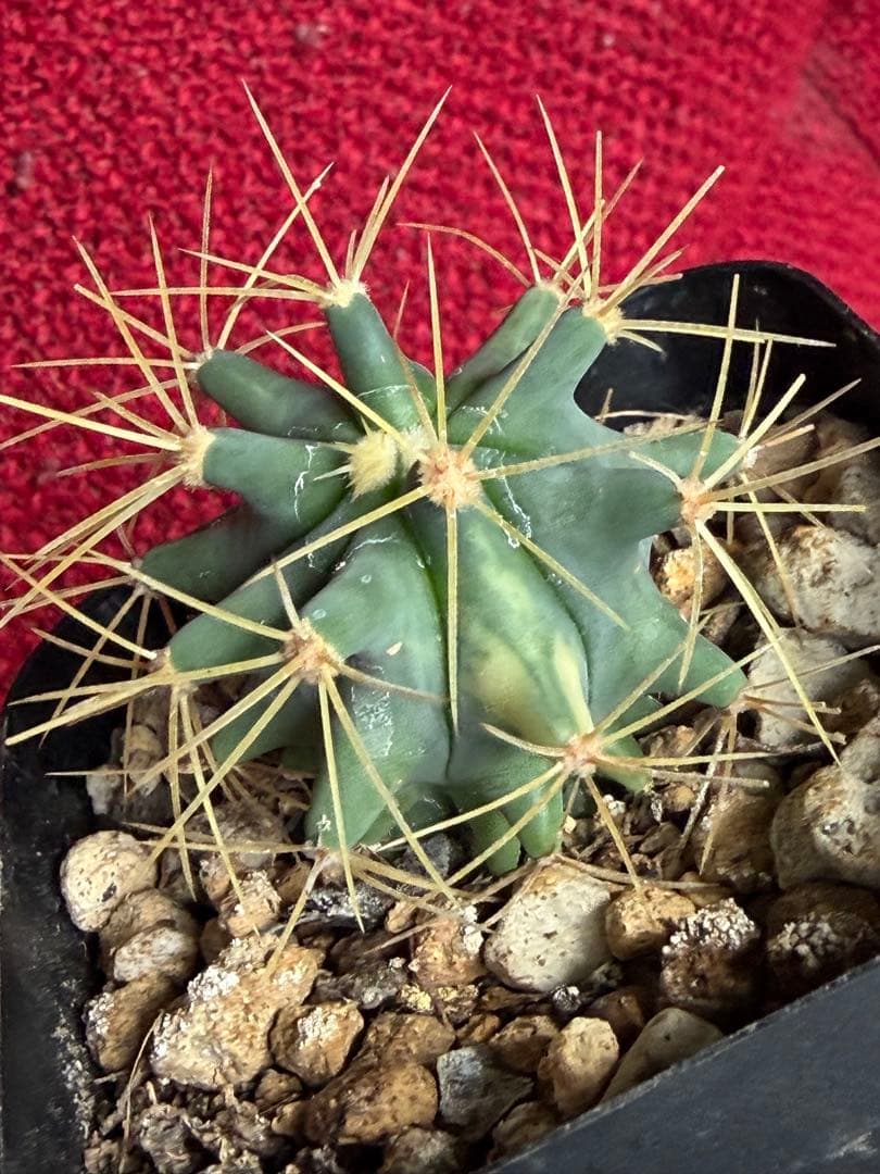 フェロカクタス王冠竜錦◇斑入りドライガーデン多肉サボテン　アガベ ハオルチア