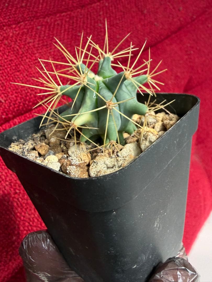 フェロカクタス王冠竜錦◇斑入りドライガーデン多肉サボテン　アガベ ハオルチア