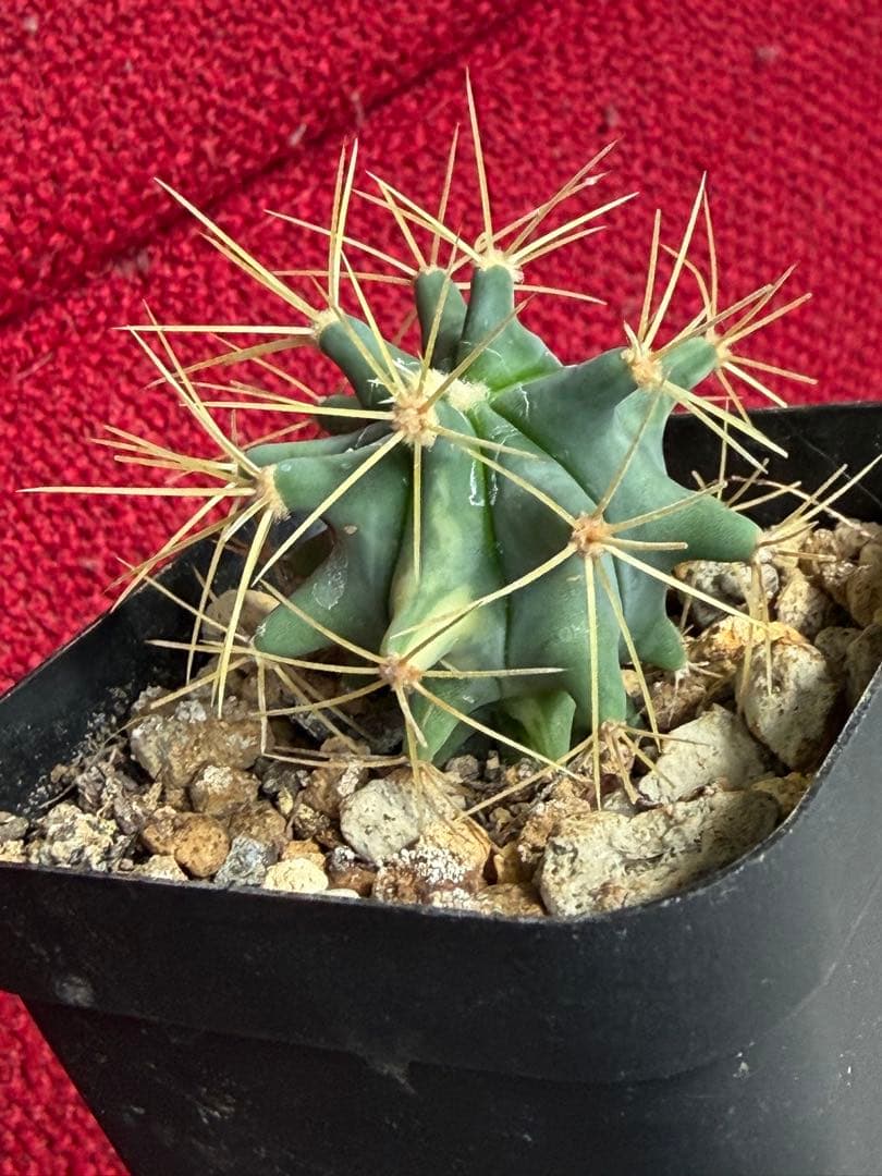 フェロカクタス王冠竜錦◇斑入りドライガーデン多肉サボテン　アガベ ハオルチア