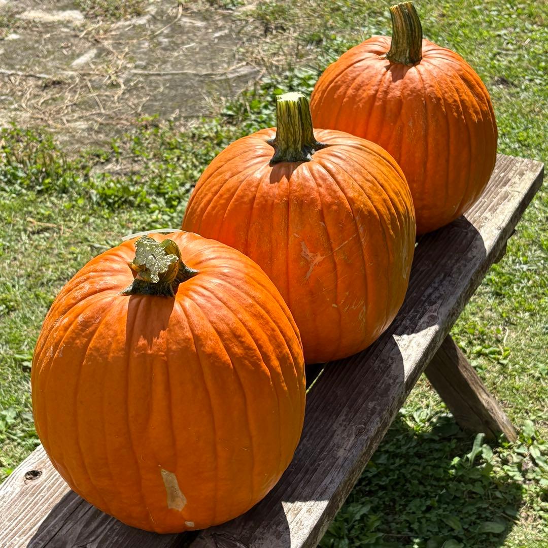 【Rakkoonその1】ハロウィンかぼちゃ　本物