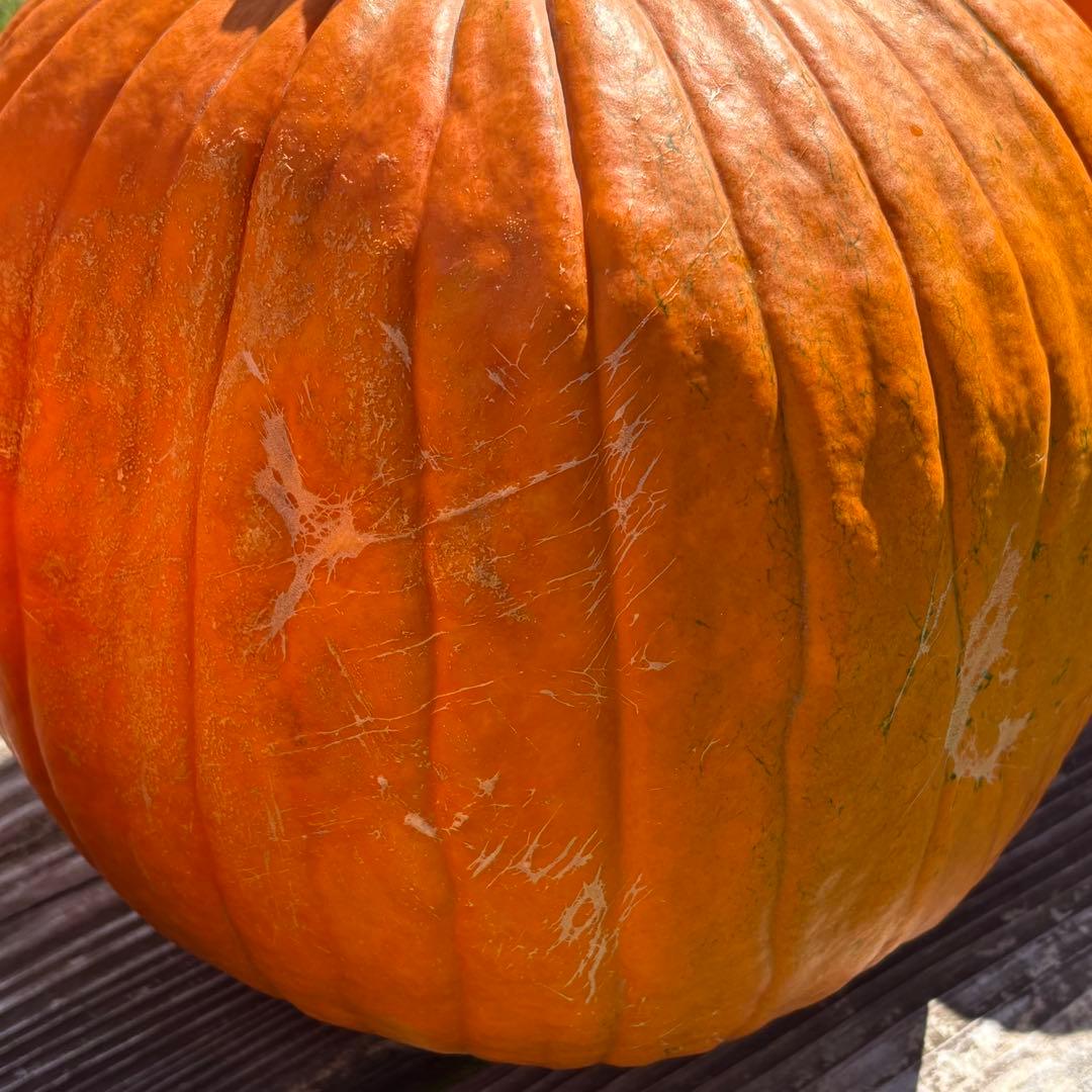 【Rakkoonその1】ハロウィンかぼちゃ　本物