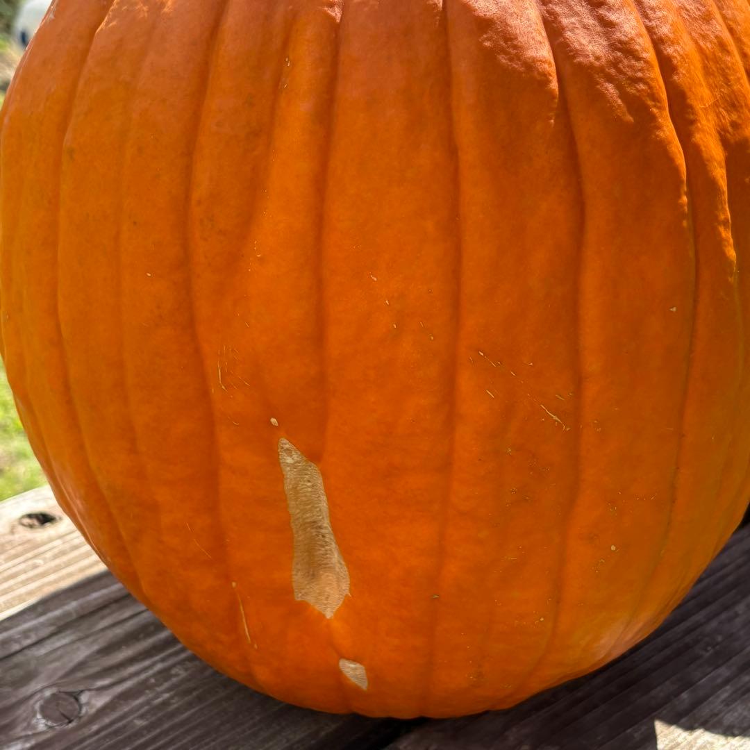 【Rakkoonその1】ハロウィンかぼちゃ　本物